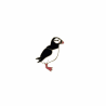 PIN'S Macareux