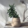 POT DAMAS terracota