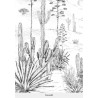 PANORAMIQUE CACTUS noir et blanc